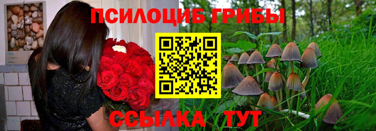 Ефремов  Галлюциногенные грибы Cubensis  Вход с VPN 